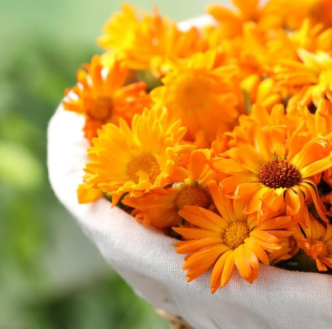 Bio nagietek łagodzi podrażnienia, koi skórę głowy i wspiera delikatną pielęgnację włosów w szamponie dla dzieci. Bio nagietek łagodzi podrażnienia, koi skórę głowy i wspiera delikatną pielęgnację włosów w szamponie dla dzieci.