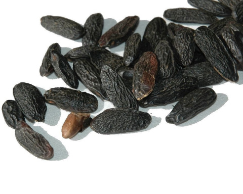 Aromatyczne nasiona tonki, które nadają kostce do mycia ciała ciepły, otulający zapach i zmysłowy charakter Aromatyczne nasiona tonki, które nadają kostce do mycia ciała ciepły, otulający zapach i zmysłowy charakter