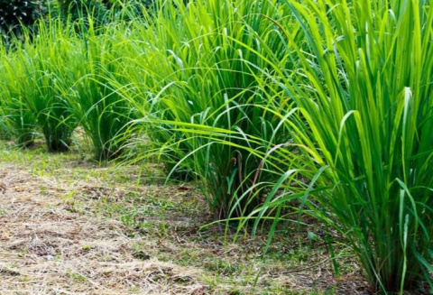 Świeża trawa cytrynowa – naturalny składnik mydełka Krokodyl, zapewniający orzeźwiający zapach i energetyzującą pielęgnację. Świeża trawa cytrynowa – naturalny składnik mydełka Krokodyl, zapewniający orzeźwiający zapach i energetyzującą pielęgnację.