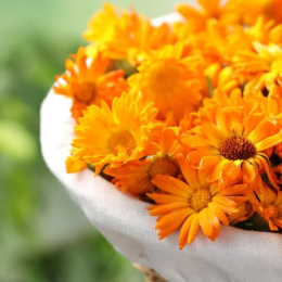Kwiaty bio nagietka – naturalny składnik odżywki w sprayu dla dzieci, który wygładza włosy i ułatwia ich rozczesywanie.