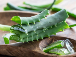 Zdjęcie przedstawia bio aloes – składnik pasty TUTTIFRUTTI, który nawilża, koi i chroni delikatne dziąsła dzieci.