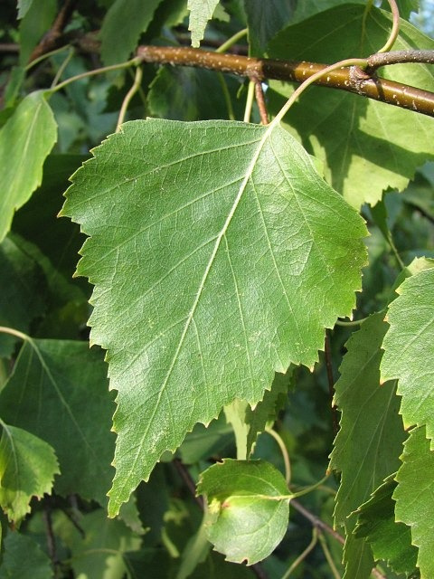 Przyspiesza metabolizm i wspiera walkę z egzemą, kojąc podrażnioną skórę. Przyspiesza metabolizm i wspiera walkę z egzemą, kojąc podrażnioną skórę.