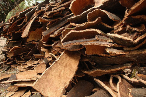 Dąb korkowy – naturalny składnik kremu, który zmniejsza zaczerwienienia, wzmacnia skórę i chroni przed podrażnieniami. Dąb korkowy – naturalny składnik kremu, który zmniejsza zaczerwienienia, wzmacnia skórę i chroni przed podrażnieniami.